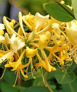 Light Yellow Honeysuckle paint by number