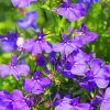 Lobelia Flowers paint by number