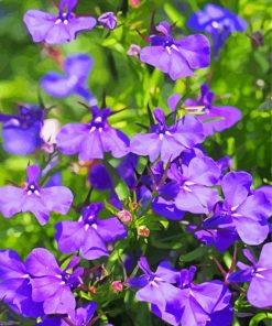 Lobelia Flowers paint by number