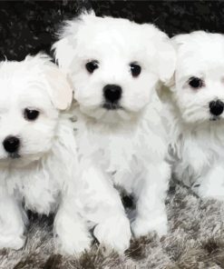 Maltese Puppies paint by number