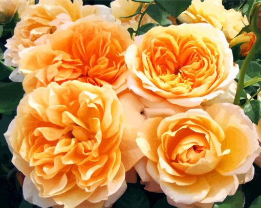 Orange Floribunda Flowers paint by number