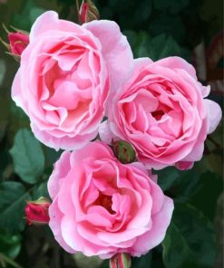 Pink Floribunda paint by number