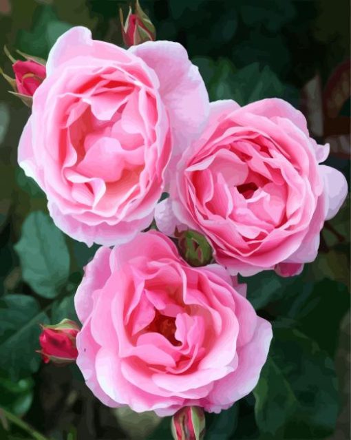 Pink Floribunda paint by number