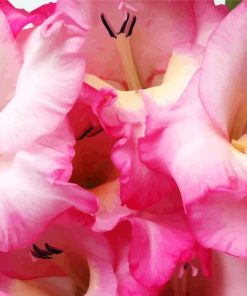 Pink Gladiola Flower paint by number