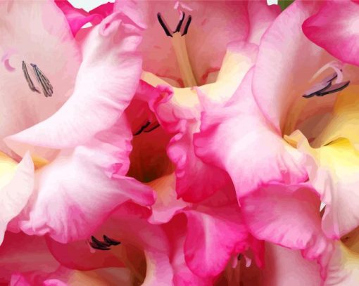 Pink Gladiola Flower paint by number