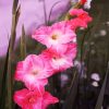 Pink Gladiola Flowers paint by number