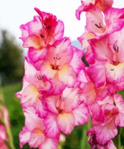 Pink And White Gladiola paint by number