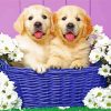 Puppies In Basket paint by numbers