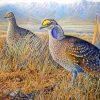 Sharp Tailed Grouse Birds paint by number