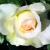 White Floribunda Flowers paint by numbers