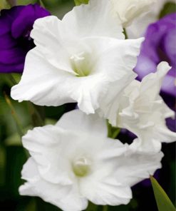 White Gladiola Flower paint by numbers