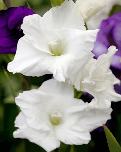 White Gladiola Flower paint by numbers