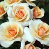 White And Orange Floribundas paint by numbers