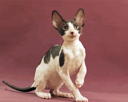 Adorable Cornish Rex Cat paint by number