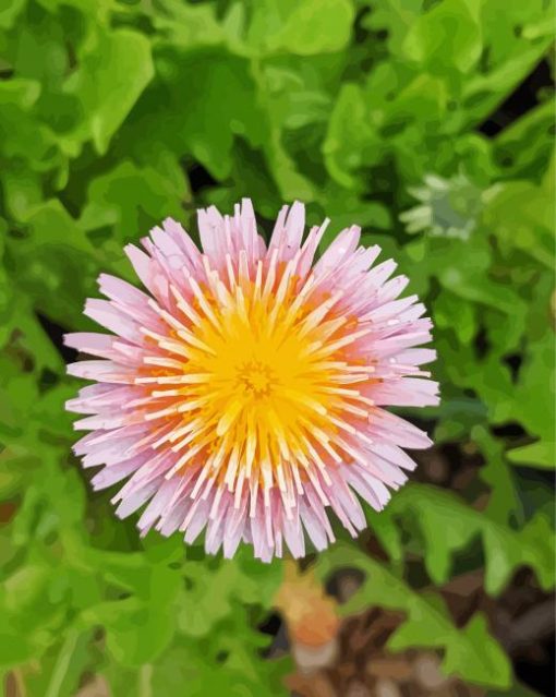 Aesthetic Taraxacum paint by number