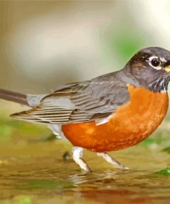 Aesthetic American Robin paint by number