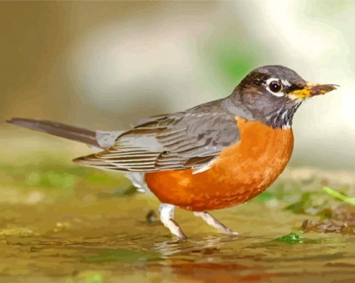 Aesthetic American Robin paint by number