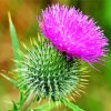 Aesthetic Thistle Flowering Plant paint by number