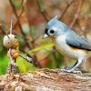 Aesthetic Tufted Titmouse paint by number