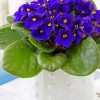 African Violets paint by number