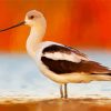 American Avocet Bird paint by number