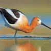 American Avocet paint by number