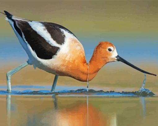 American Avocet paint by number