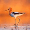 American Avocets paint by number