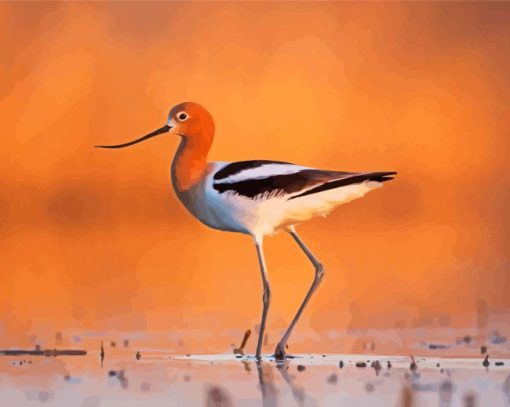 American Avocets paint by number