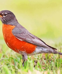 American Robin Bird paint by number