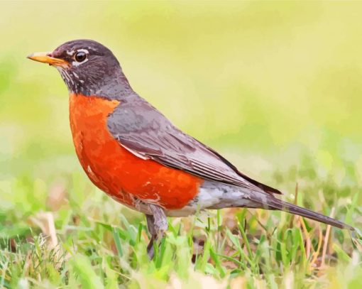 American Robin Bird paint by number