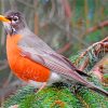 American Robin Birds paint by number