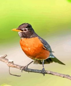 American Robin On Branch paint by number