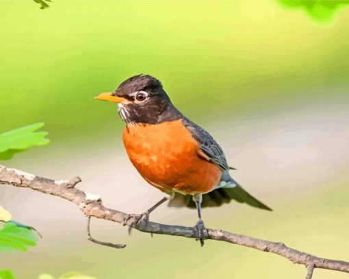 American Robin On Branch paint by number