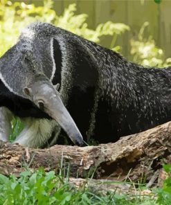 Anteater Animal paint by number