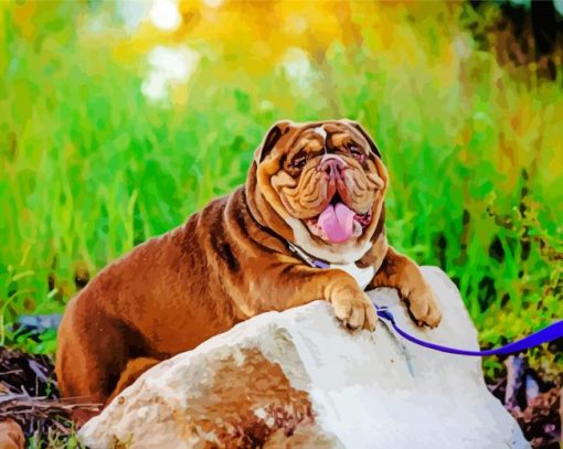 Aussie Bulldogs Dog paint by number