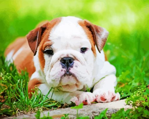 Australian Bulldog Puppy paint by number