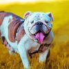 Australian Bulldog paint by number