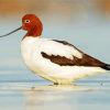 Avocet Birds paint by number