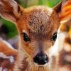 Baby Deer Animal paint by numbers