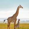 Baby Giraffe And Mother paint by number