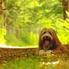 Bearded Collie In Forest paint by number