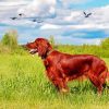 Beautiful Irish Setter paint by number