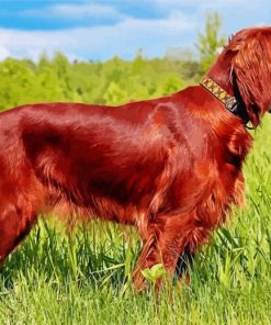 Beautiful Irish Setter paint by number