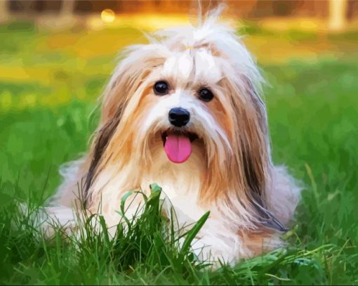 Beautiful Lhasa Apso Dog paint by number