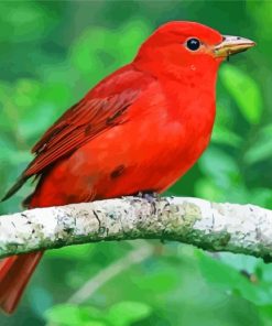 Beautiful Red Birds paint by number