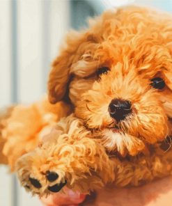 Beautiful Toy Poodle paint by number