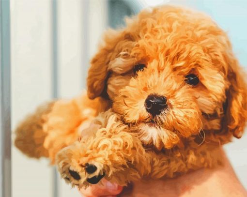 Beautiful Toy Poodle paint by number