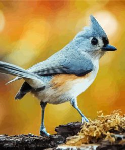 Beautiful Tufted Titmouse paint by number