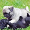 Black And Fawn Pug Puppies paint by number